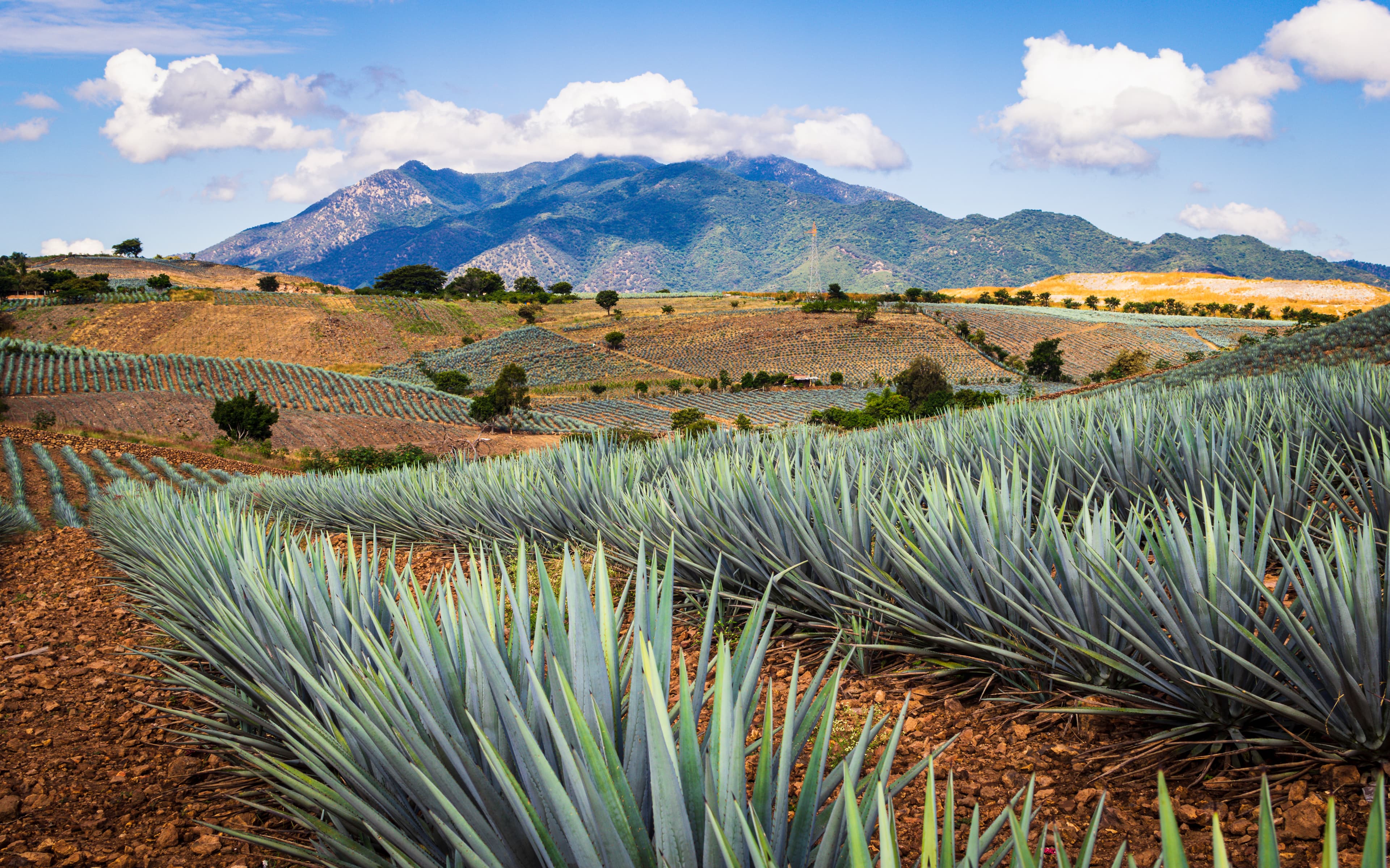 Campo de agave en Jalisco